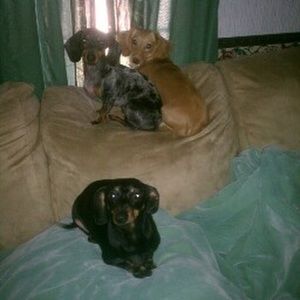 Meet your Posher, Denise